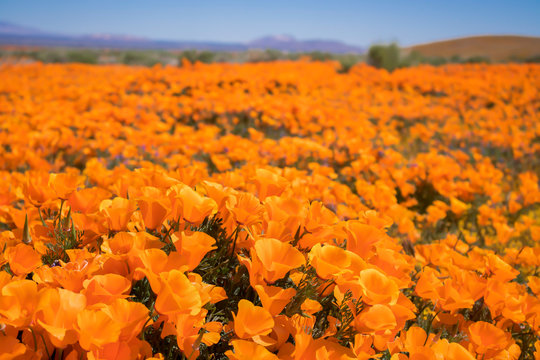 Close up low angle California Poppies in bright orange