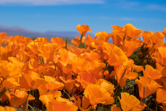 Cluster of vibrant orange poppies under blue sky