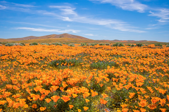 Fields of Bright Orange Poppies in California Desert