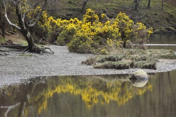 Blooming gorse shrubs reflected in the waters of the upper Glendalough Lake