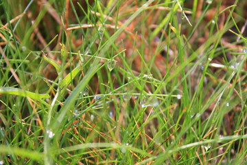 dew on grass