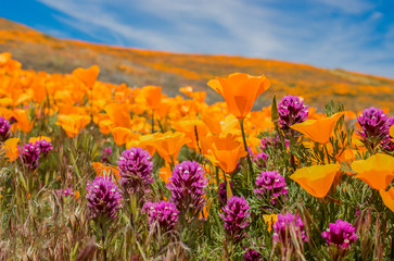 Field of bright orange poppies and purple owls clover wildflowers - 263778227