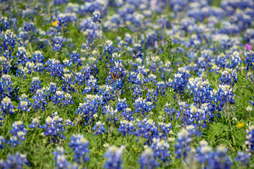 Field of Blue Bonnet Flowers Outside of San Antonio, Texas in 2019