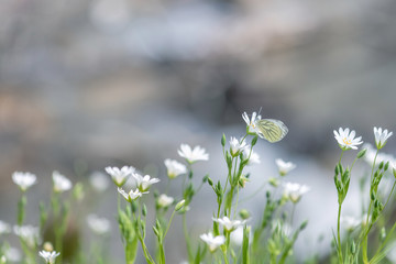 papillon sur fleur blanche