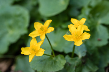 Caltha - yellow flower on the plant.