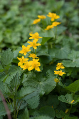 Caltha - yellow flower on the plant.