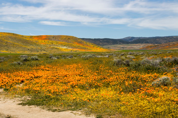 Vibrant Landscape of Wildflowers in Yellow Orange and Green Hills under Blue Sky