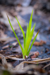 First Fresh Spring Green - Grass Emerging