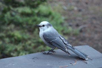 Canada Jay (Perisoreus canadensis) bird on picnic table in Yellowstone National Park, Wyoming