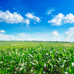 Fototapeta na wymiar Fresh corn field with young plants and blue sky