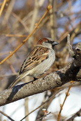 A House Sparrow (Passer domesticus) perched on a thick tree branch. Samara, Russia. Spring, March. 