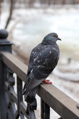 A gray pigeon perched on a metal fence