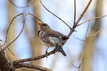 A fieldfare (Turdus pilaris) perched on a tree branch. Samara, Russia. Spring, April. 