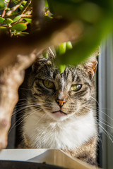 Grey cat with green eyes hiding behind a plant