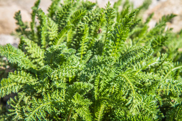 Common yarrow plant growing in a garden