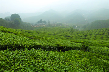 Cameron Highlands District tea field plantation estate, Pahang, Malaysia