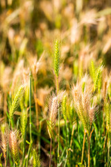 Hordeum murinum, False Barley background. Selective focus.