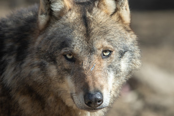 Gray wolf