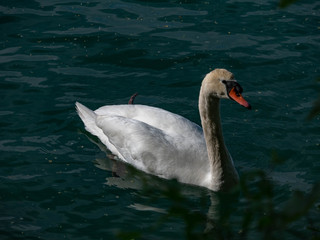 Schwan auf See