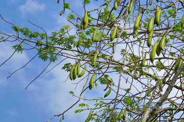Kapok Baum