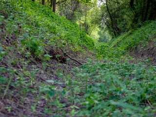 Fototapeta premium Augetrocknetes Flussbett im Wald