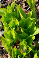 Funkie, Hosta