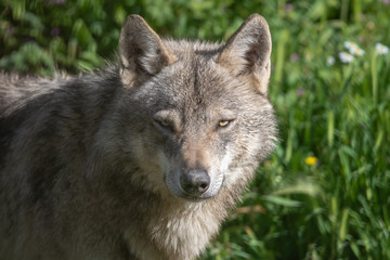 Fototapeta premium Gray wolf