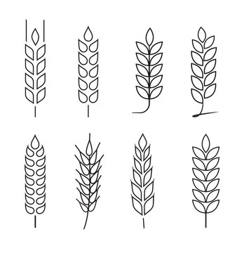 Wheat grains of different shapes set. A set of icons ready to use in your design. Vector icons can be used on different backgrounds. EPS10.	