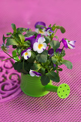 Pansy flowers in a little watering can