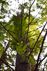 Redwoods in Cantabria