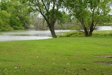 Tree by Lake