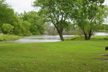 Tree by Lake