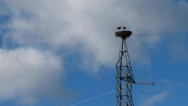 WHITE STORK - CIG&Uuml;E&Ntilde;A BLANCA (Ciconia ciconia), Cervera de Pisuerga, Monta&ntilde;a Palentina, Palencia, Castilla y Leon, Spain, Europe