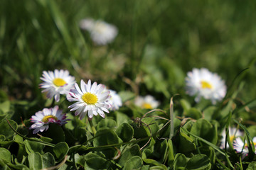 Chamomile flowers in the green grass. White daisies on sunny meadow, spring season background