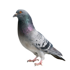 High quality Wild pigeon isolated on white background