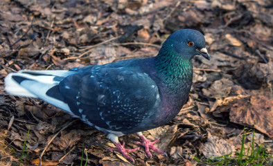 city pigeon in the Park close-up
