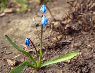 spring crocus flowers