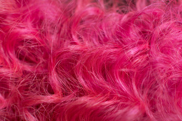 Pink hair, close-up stylish afro spiral curly hairstyle