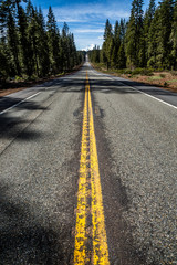 Road through the forest near mount Shasta in California