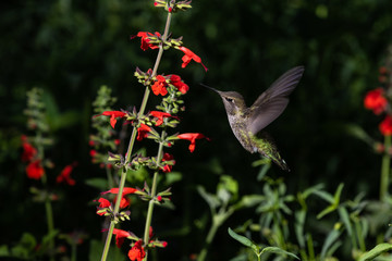 Anna's Hummingbird, mid flight, feeding on red flowers. In Arizona's Sonoran Desert. 