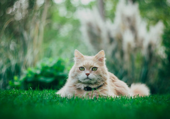 Naklejka na ściany i meble Ginger cat lying on the grass. Pet enjoying spring. 