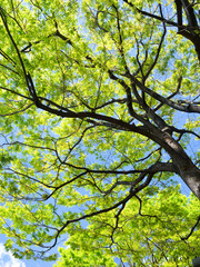 新緑のケヤキの木