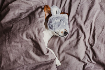 cute small dog lying on bed and wearing a rabbit sleeping mask. Pets indoors at home