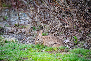 A Grass Munching Bunny