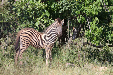 Steppenzebra / Burchell's Zebra / Equus burchellii...