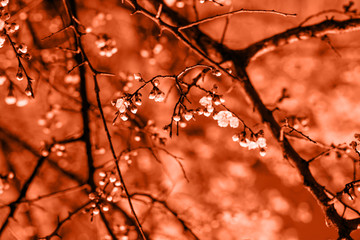 Blossom tree flowers over nature background. Spring flowers. toned in coral color. Color of Year 2019. Fashion spring background