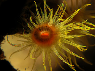 Red Cup Coral (Tubestrea coccinea). Taking in Red Sea, Egypt.      