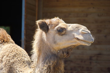 camel