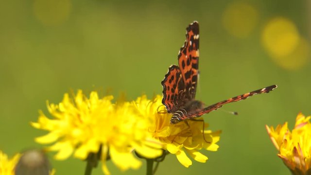 Mariposa recopilando polen de un cardo