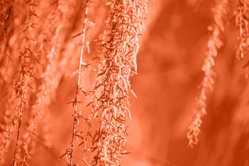 Spring background with fresh willow leaves. Toned in coral color. Color of Year 2019. Fashion...